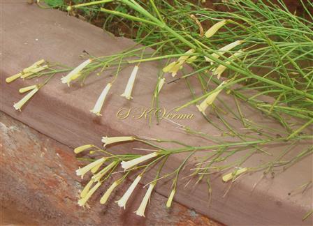 Plant with white flowers